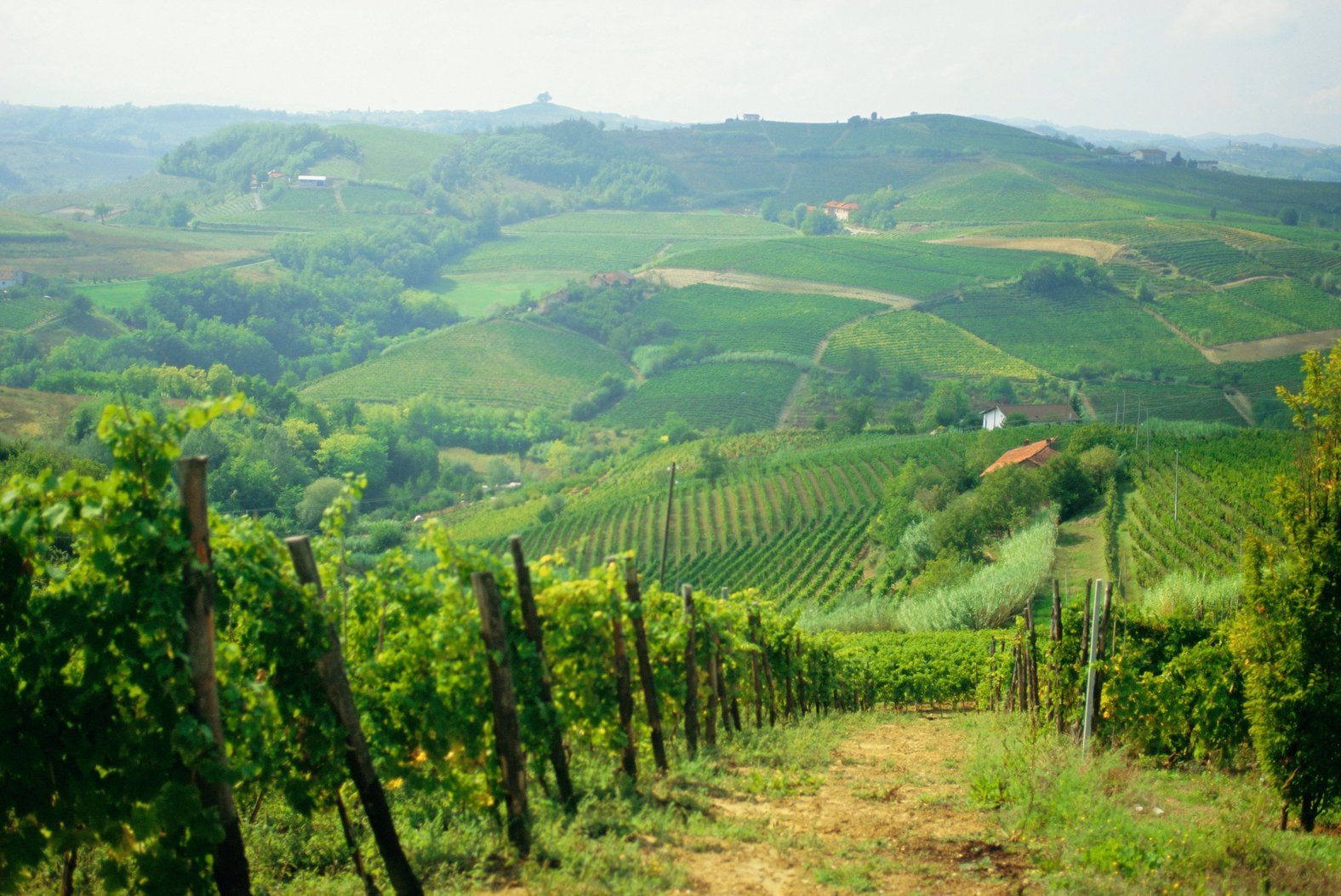 ARBYWT Typical landscape of vines in the Colli Piacentini, Piacenza, Emilia Romagna, Italy, Europe